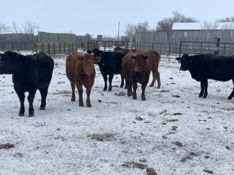 Winnipeg Livestock Sales Ltd. Winnipeg, MB Where Livestock Buyers