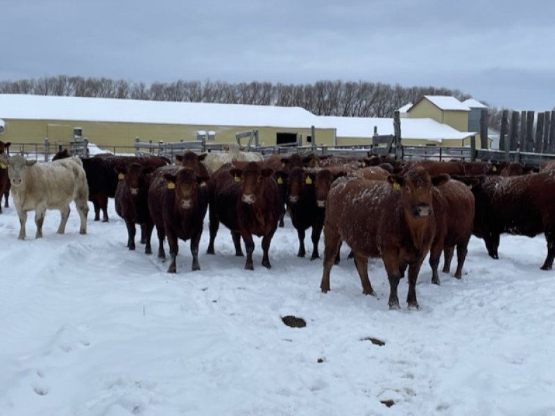 Winnipeg Livestock Sales Ltd. Winnipeg, MB Where Livestock Buyers