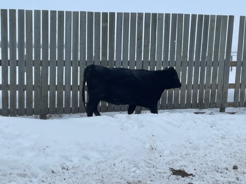 Winnipeg Livestock Sales Ltd. Winnipeg, MB Where Livestock Buyers