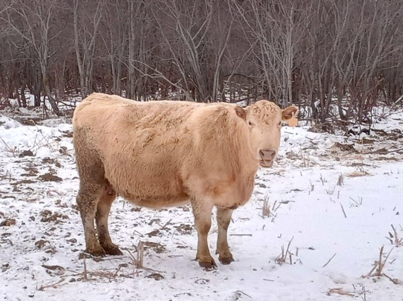 Winnipeg Livestock Sales Ltd. Winnipeg, MB Where Livestock Buyers