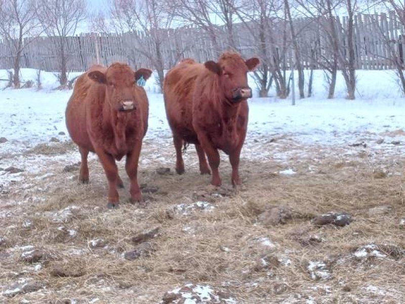 Winnipeg Livestock Sales Ltd. Winnipeg, MB Where Livestock Buyers