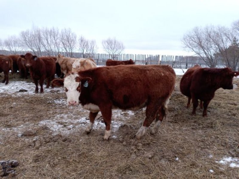 Winnipeg Livestock Sales Ltd. Winnipeg, MB Where Livestock Buyers