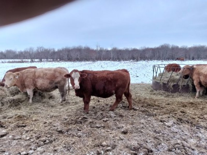 Winnipeg Livestock Sales Ltd. Winnipeg, MB Where Livestock Buyers