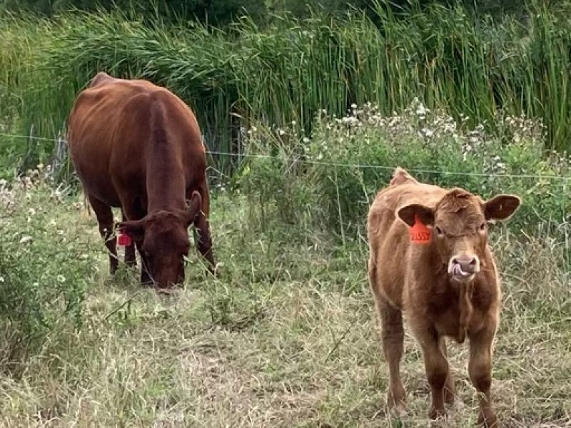 Winnipeg Livestock Sales Ltd. Winnipeg, MB Where Livestock Buyers