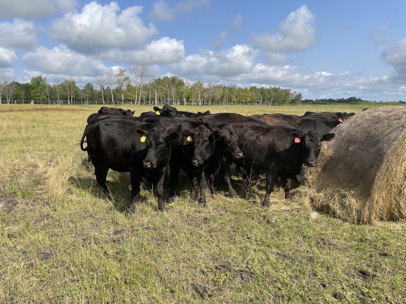 Winnipeg Livestock Sales Ltd. Winnipeg, MB Where Livestock Buyers