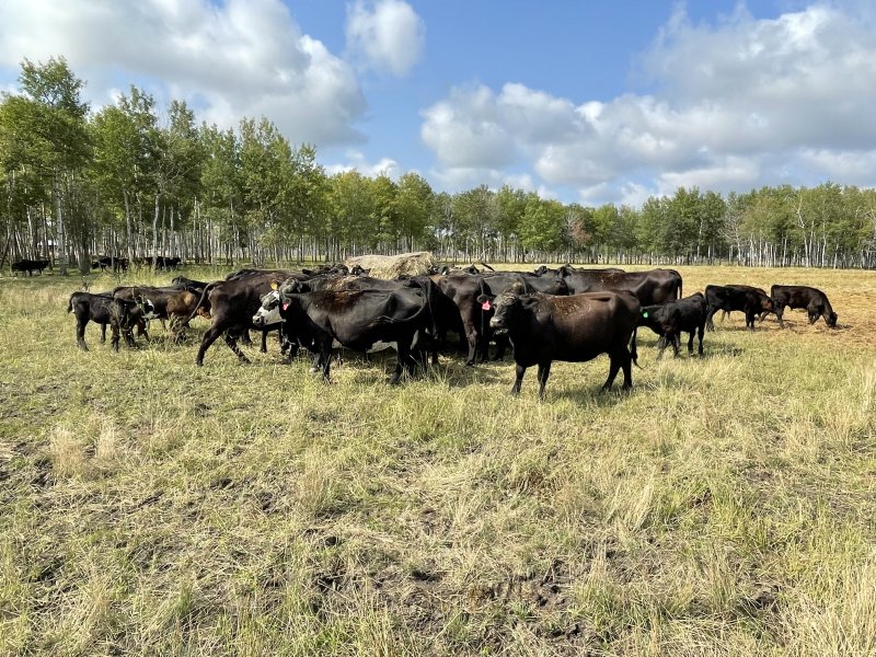 Winnipeg Livestock Sales Ltd. Winnipeg, MB Where Livestock Buyers