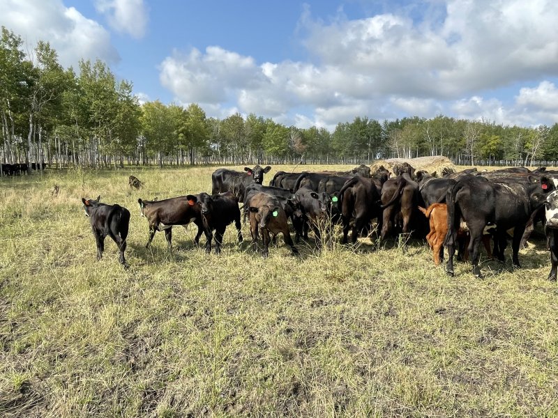 Winnipeg Livestock Sales Ltd. Winnipeg, MB Where Livestock Buyers