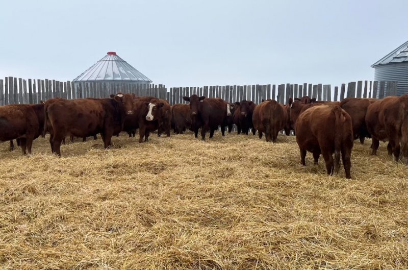 Winnipeg Livestock Sales Ltd. Winnipeg, MB Where Livestock Buyers