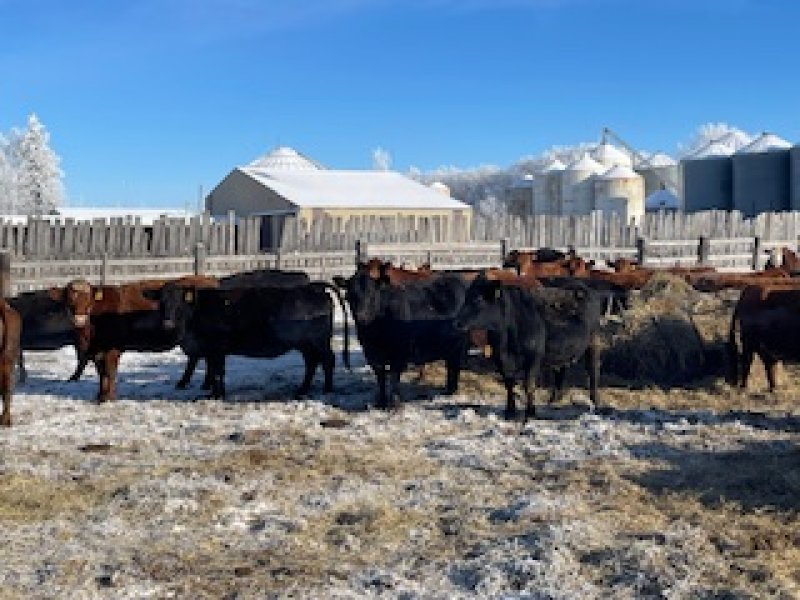 Winnipeg Livestock Sales Ltd. Winnipeg, MB Where Livestock Buyers