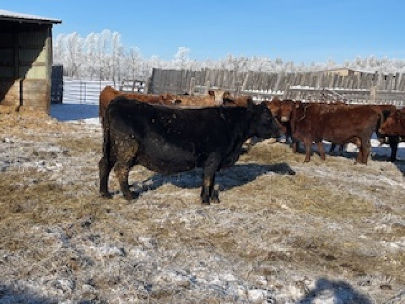 Winnipeg Livestock Sales Ltd. Winnipeg, MB Where Livestock Buyers