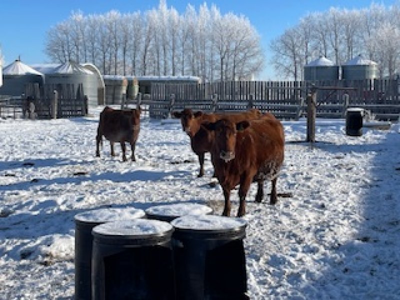 Winnipeg Livestock Sales Ltd. Winnipeg, MB Where Livestock Buyers