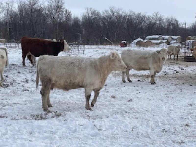 Winnipeg Livestock Sales Ltd. Winnipeg, MB Where Livestock Buyers