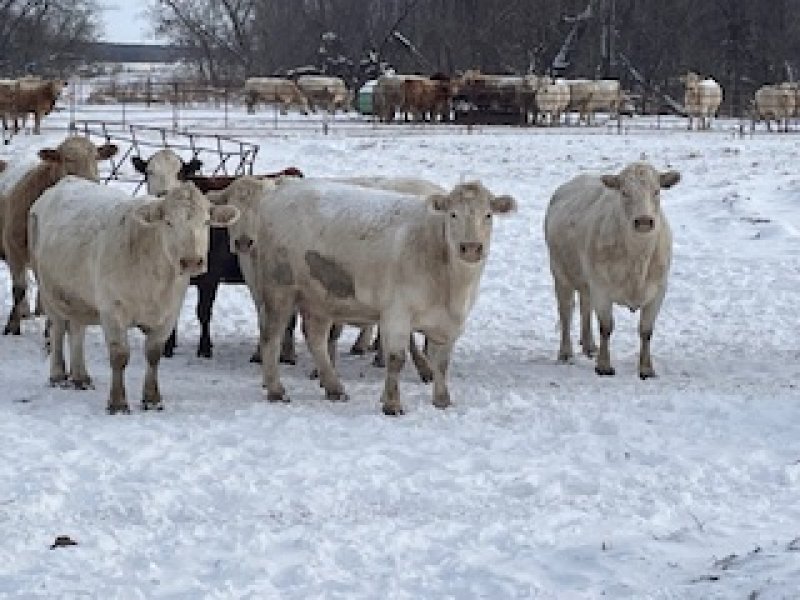 Winnipeg Livestock Sales Ltd. Winnipeg, MB Where Livestock Buyers