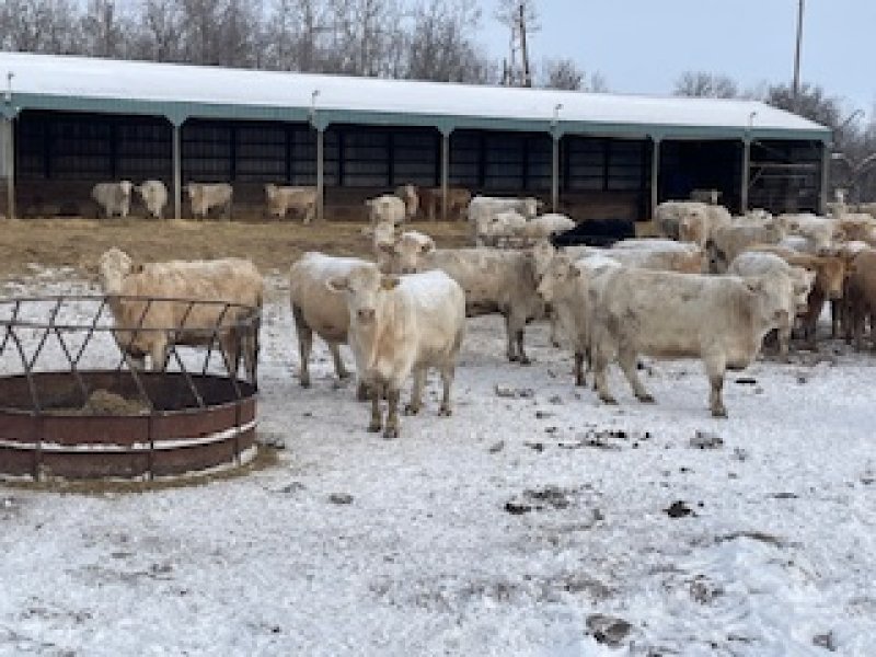Winnipeg Livestock Sales Ltd. Winnipeg, MB Where Livestock Buyers