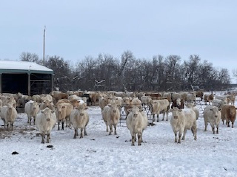 Winnipeg Livestock Sales Ltd. Winnipeg, MB Where Livestock Buyers